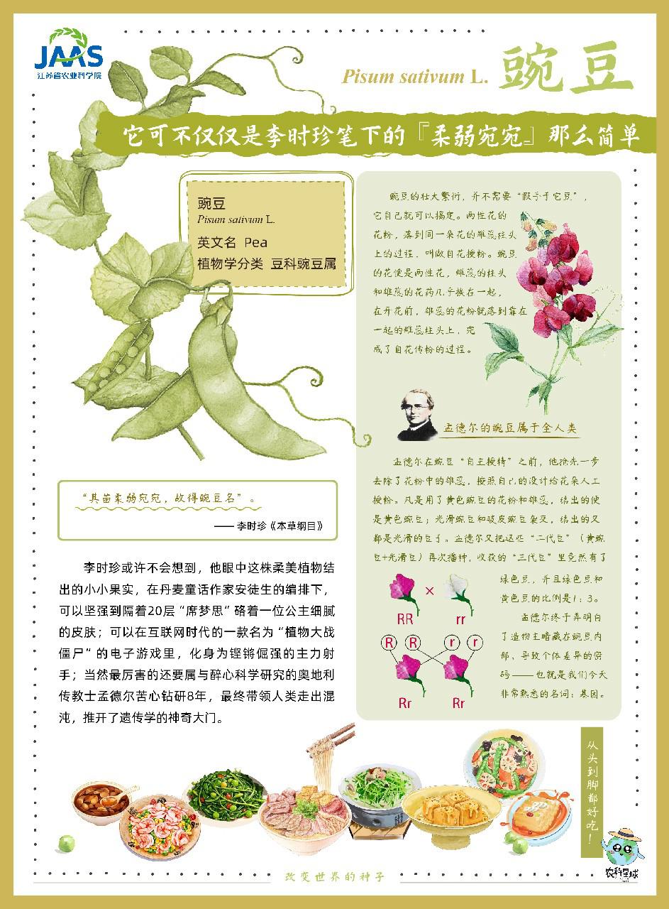 豌豆