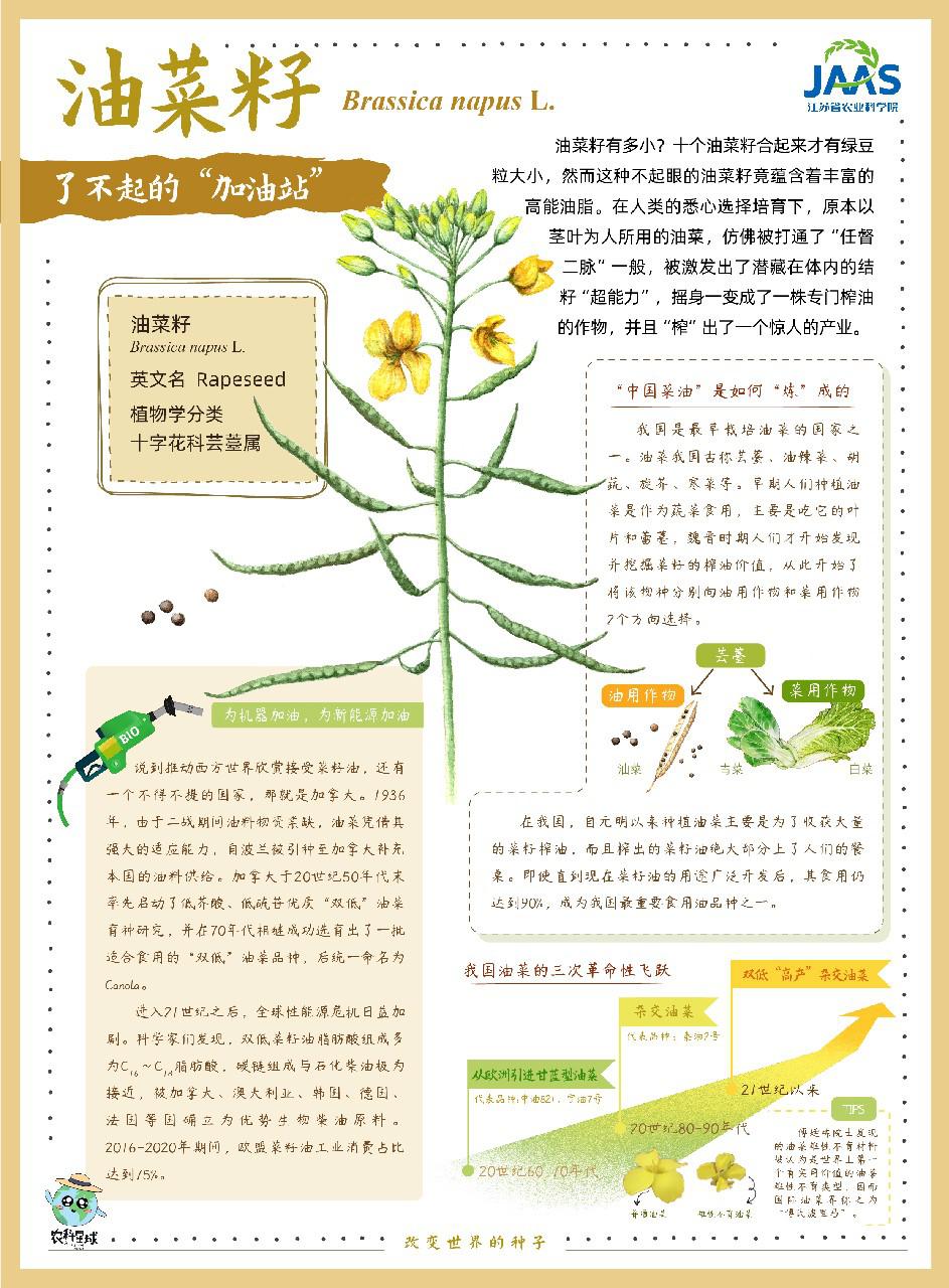 油菜籽
