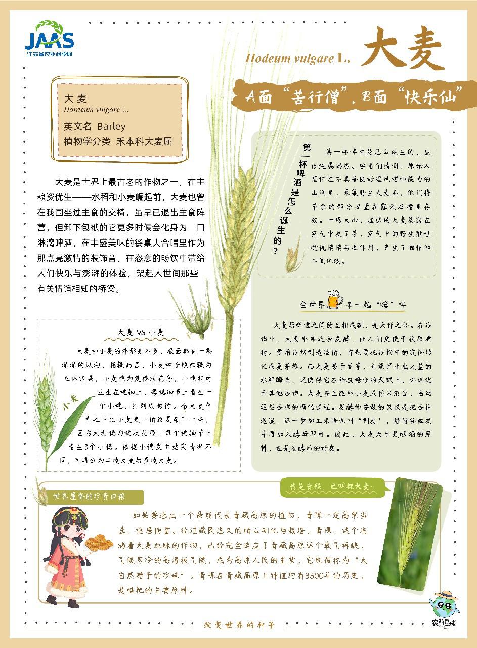 大麦