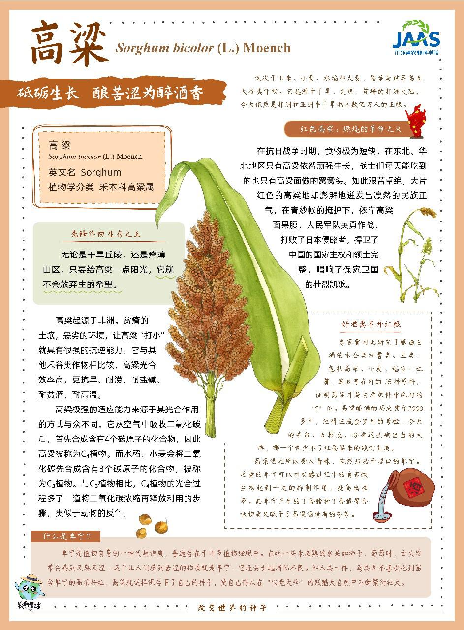 高粱