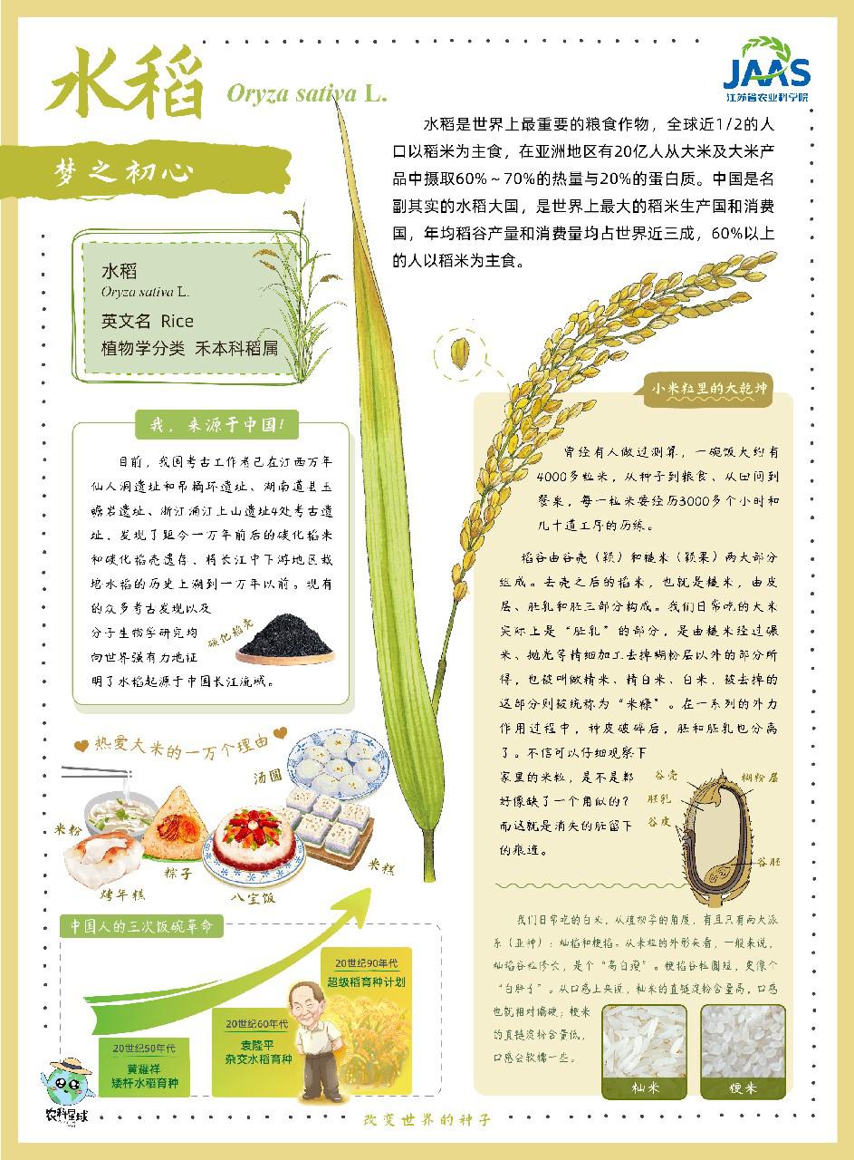 水稻