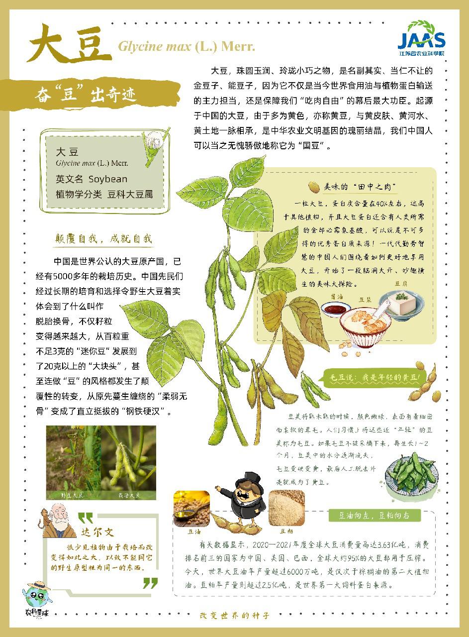 大豆