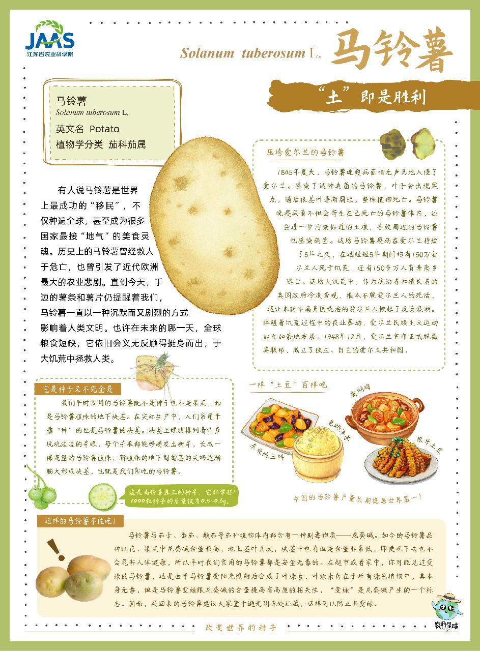 马铃薯