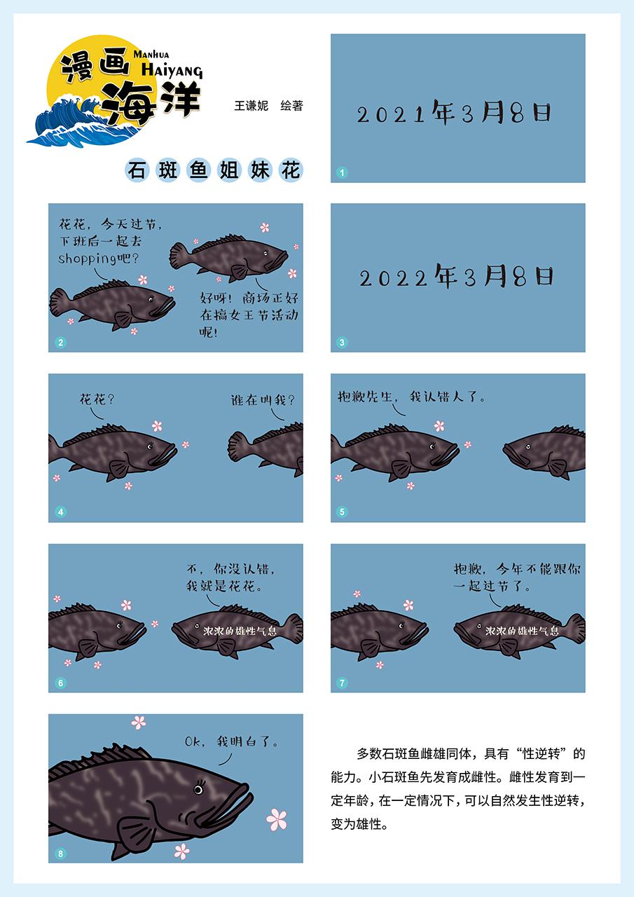 多数石斑鱼雌雄同体，具有“性逆转”的能力。