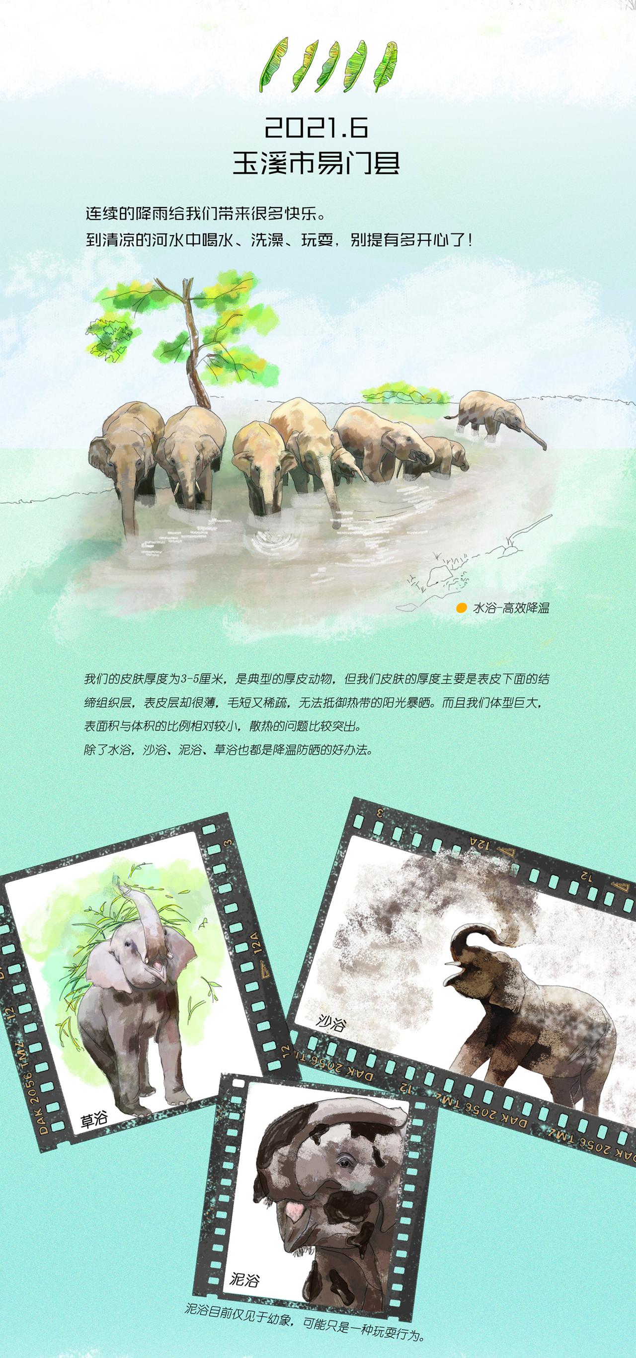 7、野象旅行记2021年6月玉溪市易门县