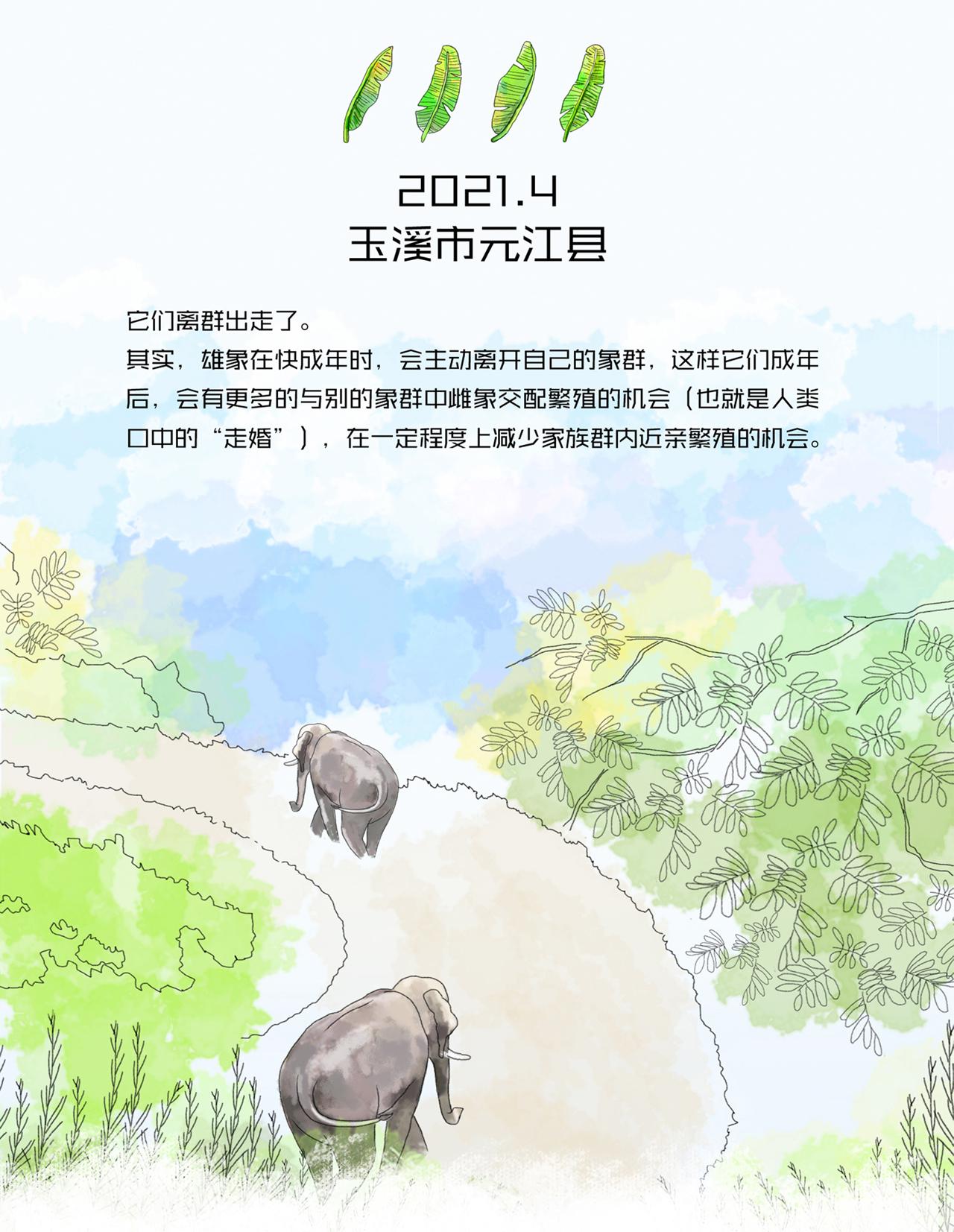 6、野象旅行记-2021年4月玉溪市元江县