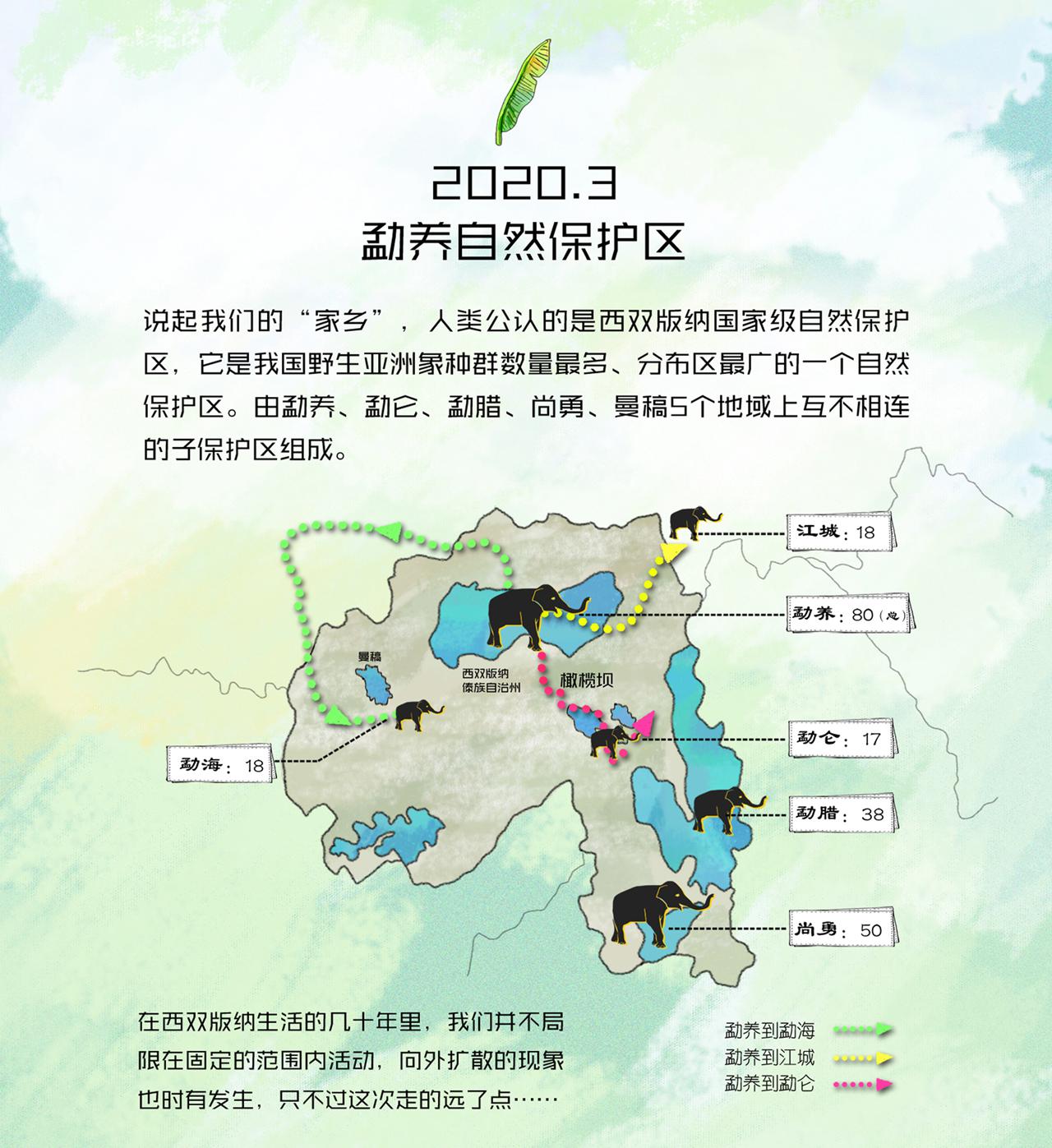 3、野象旅行记-2020年3月勐养自然保护区