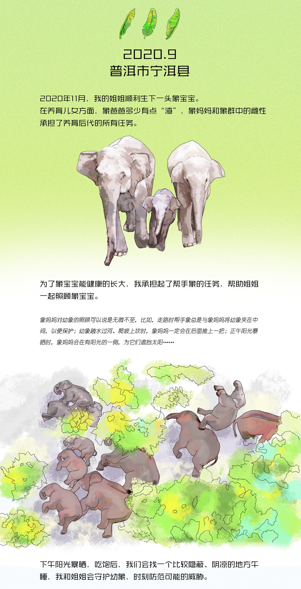 5、野象旅行记-2020年9月普洱市宁洱县
