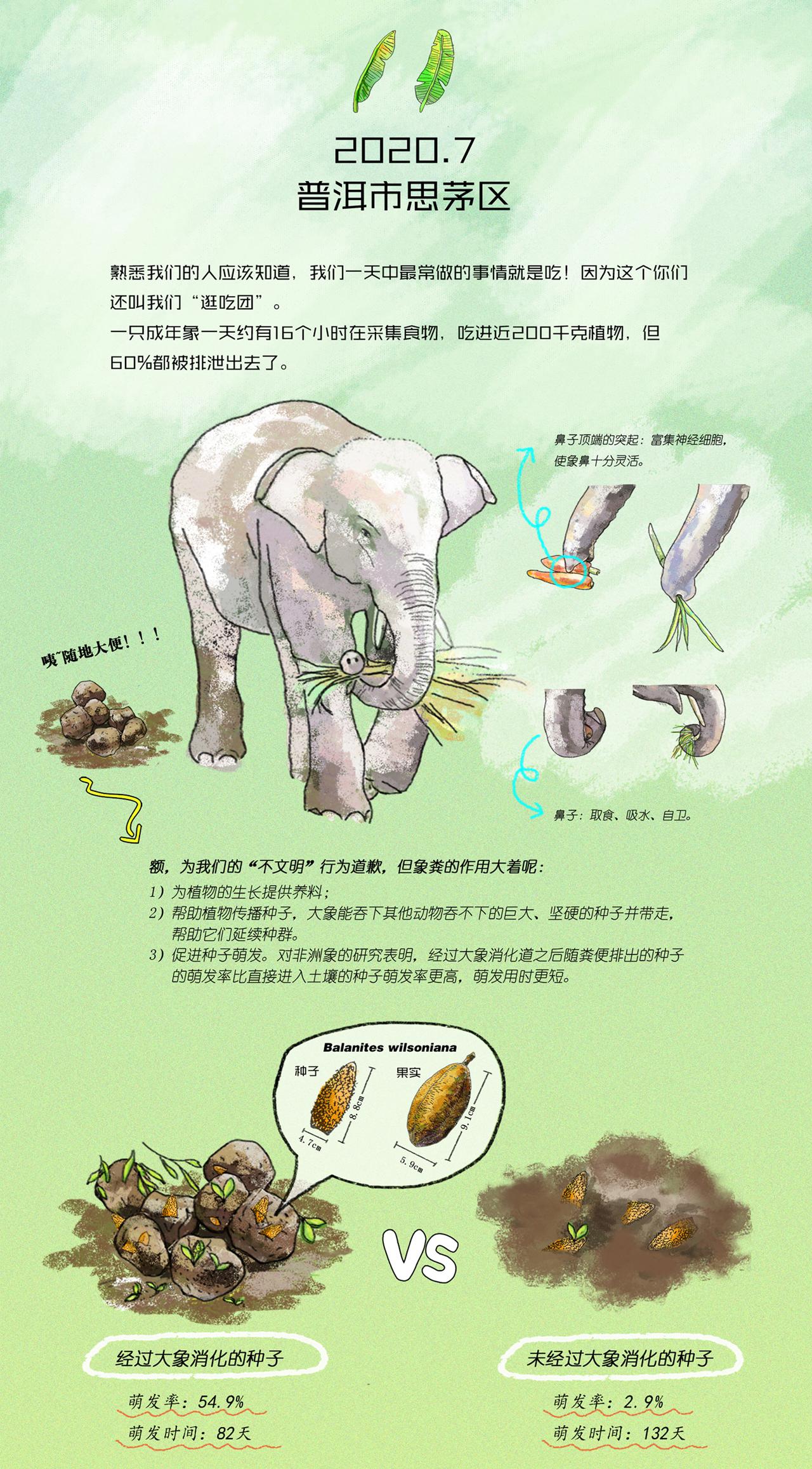 4、野象旅行记-2020年7月普洱市思茅区